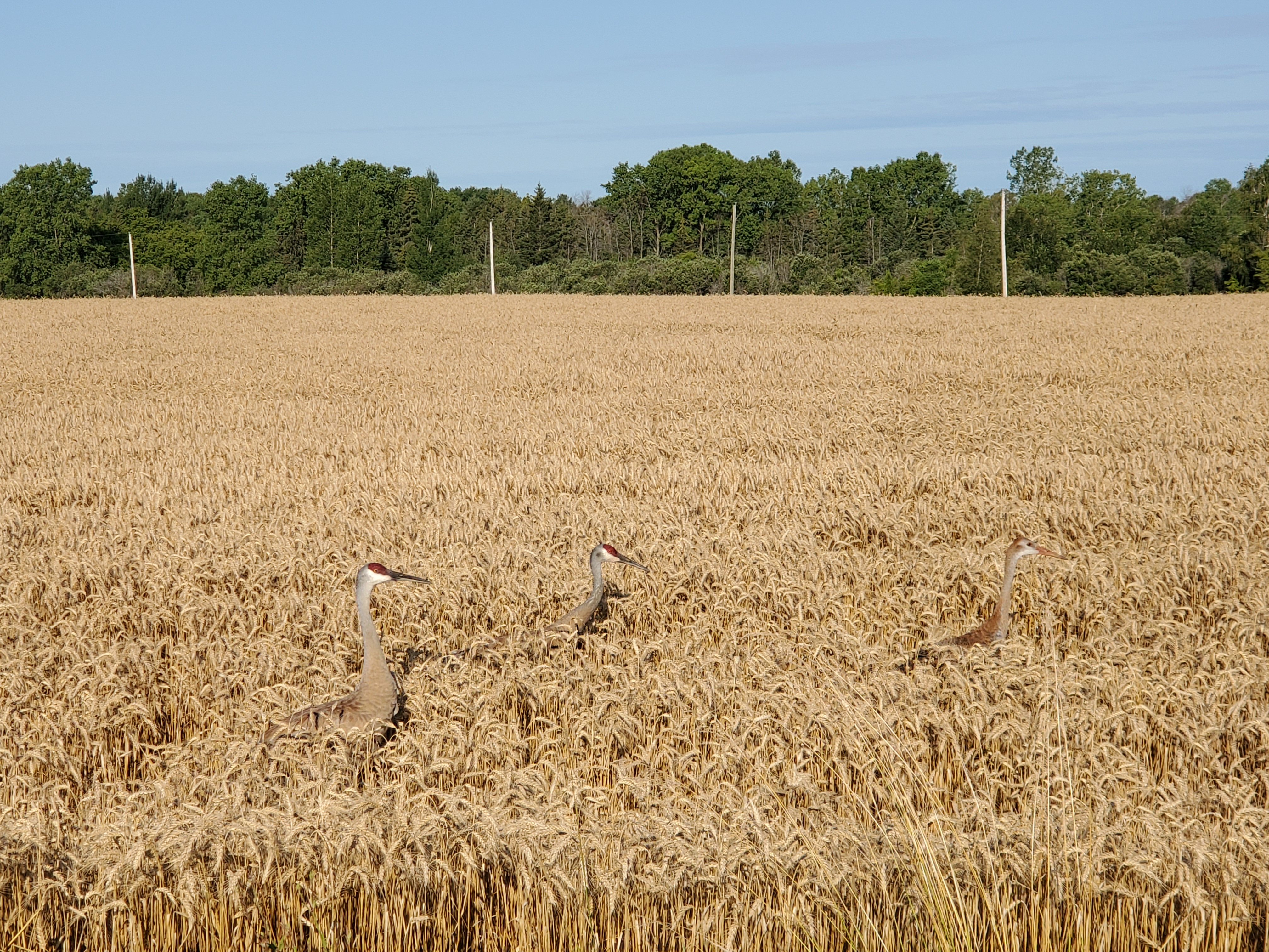 This is a picture of Cranes in a wheat field